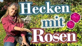 Rosen als HECKE im Garten pflanzen | Heckenrosen schneiden