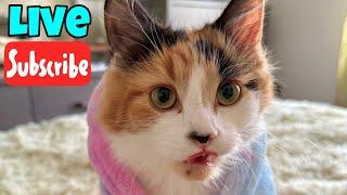 Monday Meowtivation - Live Stream