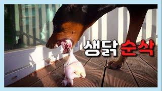 살벌하게 생닭 먹어 치우는 도베르만 리치 [집돌이총각]