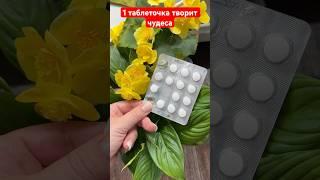 1 таблетка для спатифиллума, чтобы листья не чернели, не сохли и пышно цвел #цветы #garden #plants