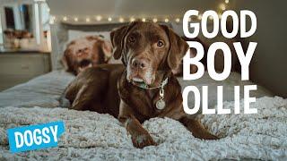 Day in the Life of a Dog Influencer - Good Boy Ollie | Dogsy Tails