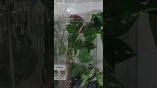 새 집에 들어간 게코 막내들.어서 와~이런 집 처음이지?ㅋㅋ(새 집 조립은 아빠찬스)