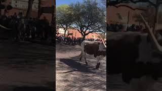 Fort Worth Stockyards Longhorns - The Fort Worth Herd