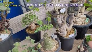 호름반새 덴시플로름  자투로파 그락실리우스 사르코카울론 헤레이 아데니아스틸로사 마라블 등등