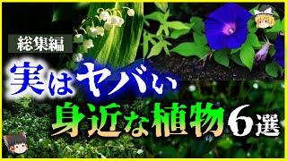 【ゆっくり解説】猛毒に大繁殖…実はヤバい身近な植物6選を解説/スズラン、アサガオ、スイセン、葛、ツタ他【総集編】＜作業用＞＜睡眠用＞