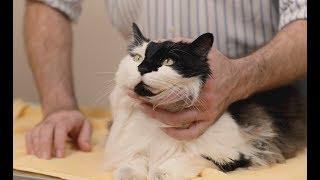 How to give eye medication to a cat