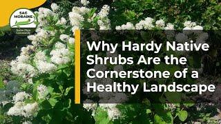 Why Hardy Native Shrubs Are the Cornerstone of a Healthy Landscape