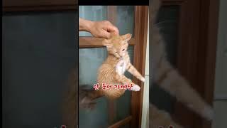 구석탱이를 좋아하는 고양이의 최후 #농부고양이집사 #농부의일상 #시골고양이