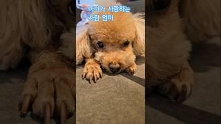 강아지가 가장 사랑하는 사람 @멍심보감 #아미#강아지 #dog