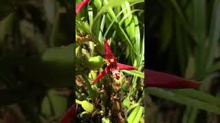 How to Grow Coconut Orchid | Maxillaria tenuifolia | Grown Outside in my garden