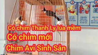 15/03/25 có chim thanh lý, chào mào, các loại chim hoét, thanh lam, vàng anh, vẹt sun con, cock, ..