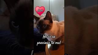 What's your angel pet's name? ! #kitten #meow #catlover #siamese #love