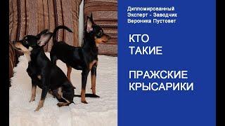 Порода Пражский Крысарик, краткая характеристика #Shorts