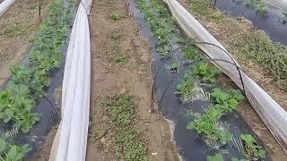 обработка клубники под агроволокном, первая обработка поздних сортов клубники,3х20 в корень 2 раз!