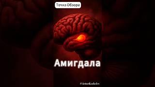 Амигдала #психология #самоисследование #мозг #саморазвитие #личность #самопознание #философия