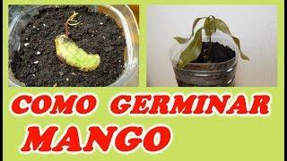 Cómo Germinar Semillas de Mango - MUY FÁCIL // Todo huerta y Jardín