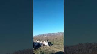 #КОЗЬЯ ФЕРМА В СИБИРИ#