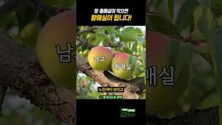 청·홍매실이 익으면 황매실이 됩니다 #shorts