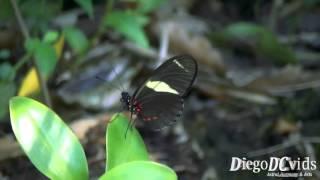 Heliconius sara apseudes - Sara Longwing (Nymphalidae - Heliconiini)