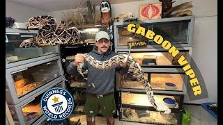 Feeding the WORLDS LARGEST RATTLESNAKE with Tyler Nolan - Duffdoesnaturestuff