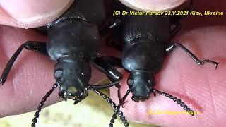 How Beetles Zophobas Tell You That They Are Hungry? What Are Differences of Females and Males?