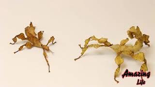 All the most beautiful mantis species (جميع أجمل أنواع السرعوف)