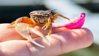 Fishing Bottom Sweeper Jigs with Crabs For Sheepshead - Do They Work?