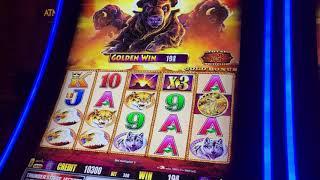 BUFFALO GOLD SLOT * $3.00 bet * GREAT WIN* live play