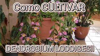 Como Cultivar DENDROBIUM LODDIGESII | Juliane Becker