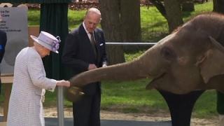 Raw: UK Queen Feeds Bananas to Elephants at Zoo