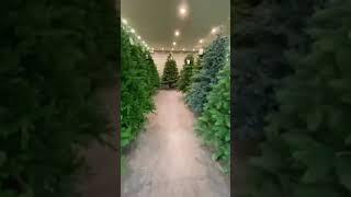Ассортимент Магазин ЭКО Ёлок #магазинэкоёлок