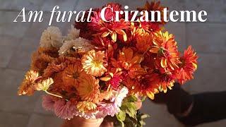 Inmultesc Crizanteme I Am primit cimbru de la fete //Roxana-Alina