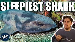 Why Don't Sharks Sleep Like Humans?