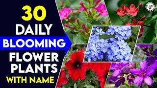 30 Daily Blooming Flower Plants in India | Best Perennial Plants for Everyday Bloom