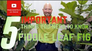 5 important things you need to know regarding Ficus lyrata Fiddle Leaf Fig