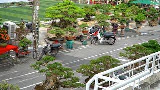 Bonsai Vietnam exhibition || Weeping fig(Ficus) bonsai collection