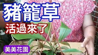 豬籠草活過來了【美美花園】