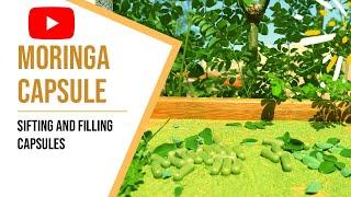 Sifting and Filling Capsules is The Final Preperation of Moringa Powder into Capsule |Bee13Bux