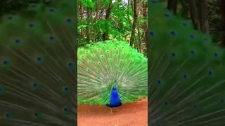 Peacock's Beauty #subscribe #like #VKS Channel