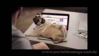 mBank: "Crédito Via Internet" - Comercial de TV - Propaganda com Pug