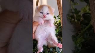 Adorable kittens  #cat #kitty #catlover #catvideos #kitten