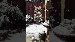Succulent Garden during snow storm in Southern  California 2023