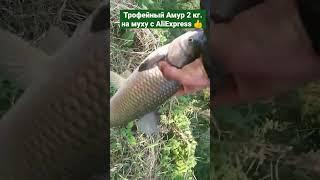 Огромный Амур  на муху с AliExpress! #shorts #viral #viralvideo #fishing #bigfish #Рыбалка #hobby