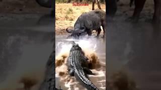 BUFFALO VS CROCODILE: - A big crocodile hunts a Buffalo drinking swamp water