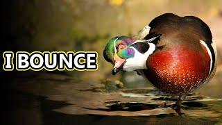 Wood Duck facts: they nest in trees! | Animal Fact Files