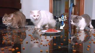 1000 Treats vs Beef | What Do The Cats Like To Eat?