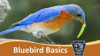 Bluebird Basics & Cavity Nest Boxes