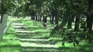 Frio Pecan Farm Deer #2