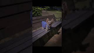 아빠랑 밤산책 #강아지일기 #강아지브이로그 #요크셔테리어 #온달이 #일상기록 #PuppyDiary #YorkshireTerrier #DogVlog #DailyLife #Ondal