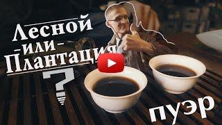 Чайные плантации или чайные деревья? Отличия и особенности | Art of Tea, китайский чай